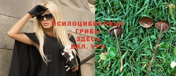 сатива Балахна